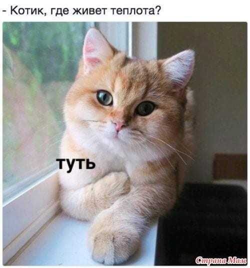 Котик где живет теплота