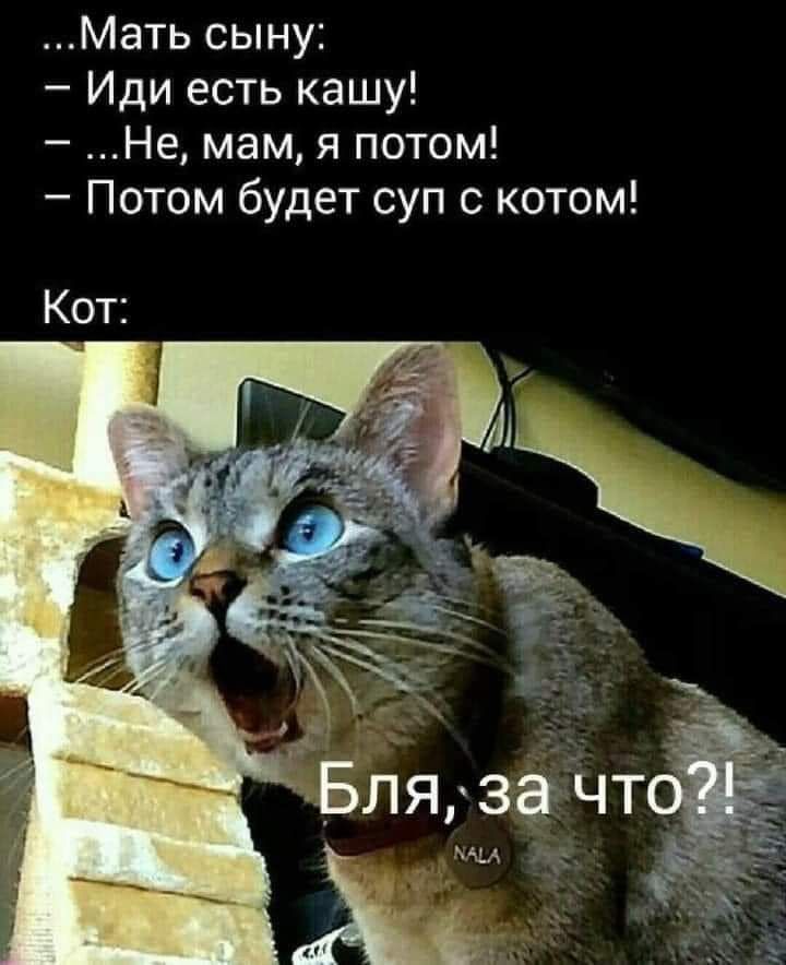Мать сыну Иди есть кашу Не мам я потом Потом будет суп с котом Кот