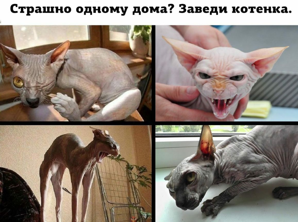 Страшно одному дома Заведи котенка 77 чт _ _