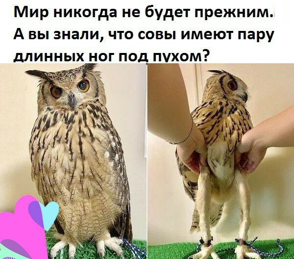 Мир никогда не будет прежним А вы знали что совы имеют пару длинных ног под пхом