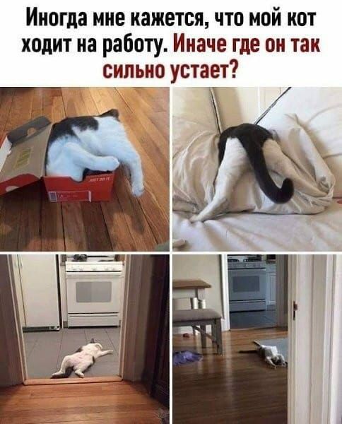 Иногда мне кажется что мой кот ходит на работу Иначе где он так сильно устает