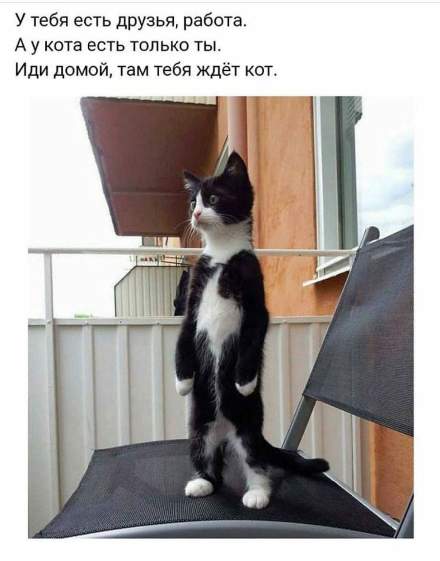 У тебя есть друзья работа А у кота есть только ты Иди домой там тебя ждёт кот