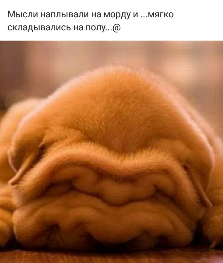 МЫСЛИ НдППЫВдПИ Нд морду И СКПЗДЫВЭПИСЬ Нд ПОПУ
