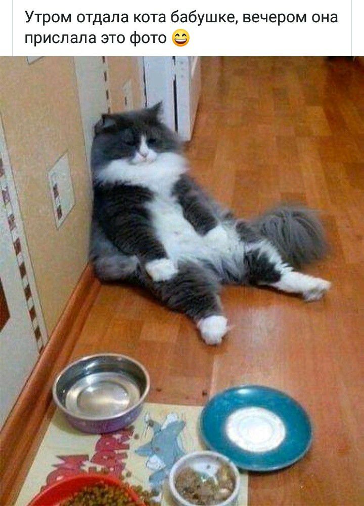 Утром отдала кота бабушке вечером она прислала это фото _