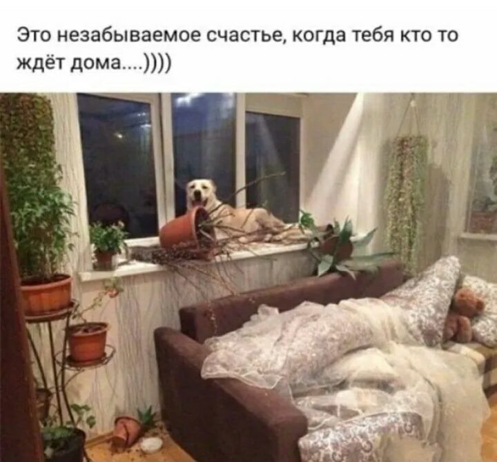 Это незабываемое счастье когда тебя кто то ждёт дома
