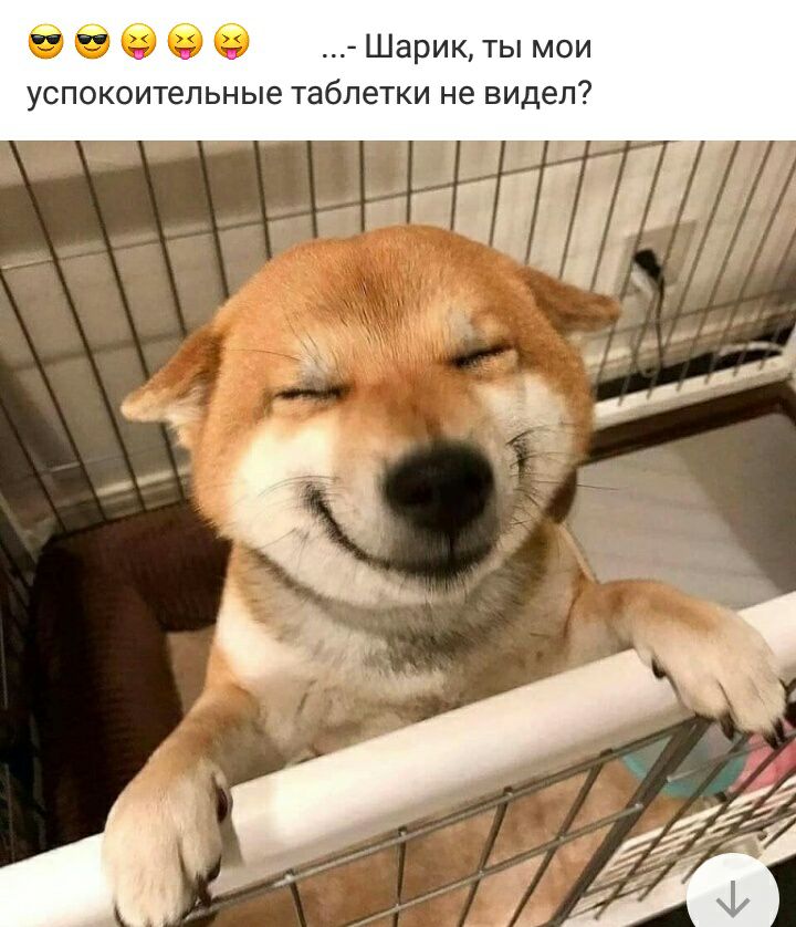 66666 Шарикты мои УСПОКОИТЕЛЬНЫе ТЗбЛЕТКИ не ВИДЕЛ