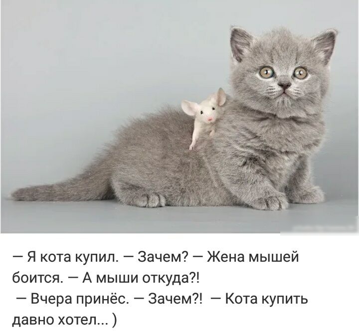 Я кота купил Зачем Жена мышей боится А мыши откуда Вчера принёс Зачем Кота купить давно хотел