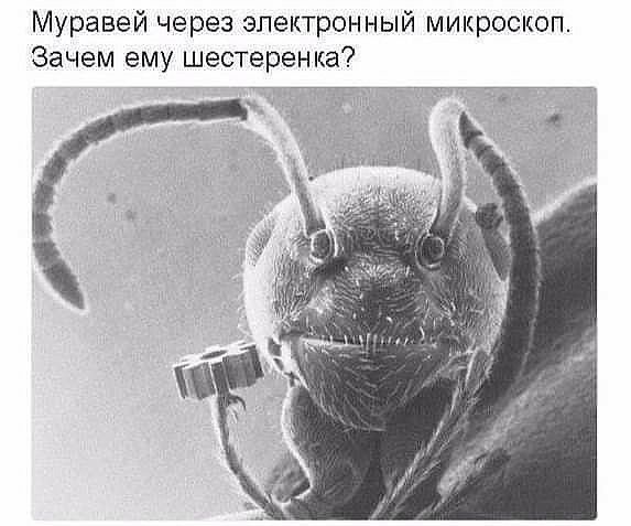 Муравей через электронный микроскоп Зачем ему шестеренка
