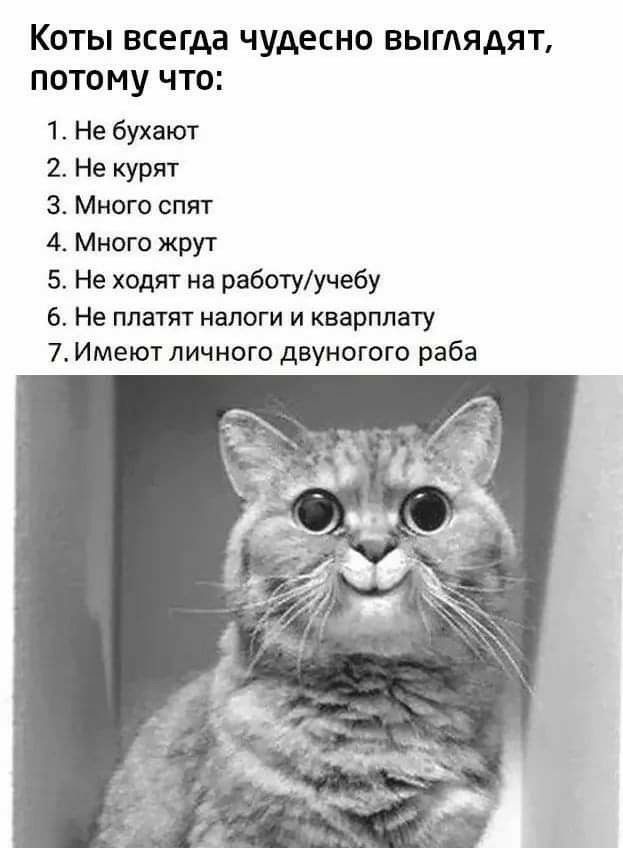 КОТЫ ВСЕГДЗ чудесно ВЫГАЯДЯТ ПОТОМУ ЧТО 1 Не бухают 2 Не курят З Много спят 4 Много жрут 5 Не ходят на работуучебу 6 Не платят налоги и кварплату 7 Имеют личного двуногого раба