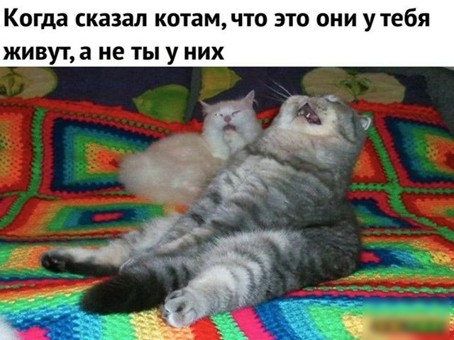 Когда сказал котам ЧТО ЭТО ОНИ У тебя живута не ТЫ У НИХ