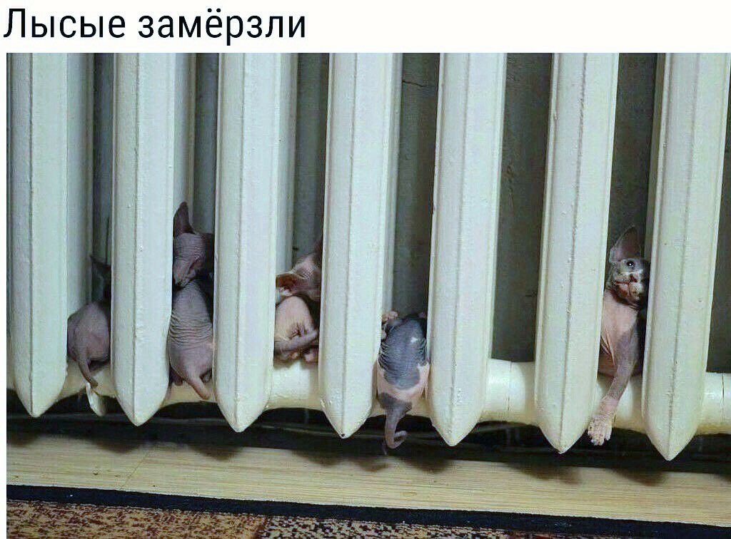 Лысые замёрзли