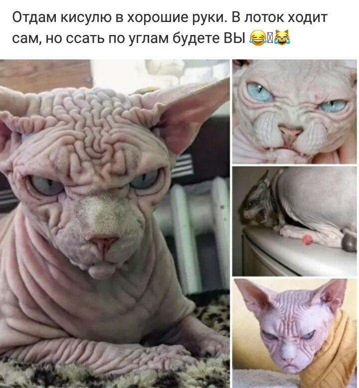 Отдам кисулю в хорошие руки В лоток ходит сам но ссать по углам будете ВЫ ЭШ