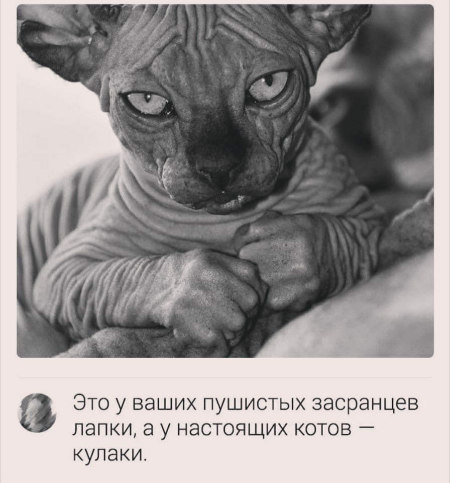 Это у ваших пушистых засранцев лапки а у настоящих котов кулаки