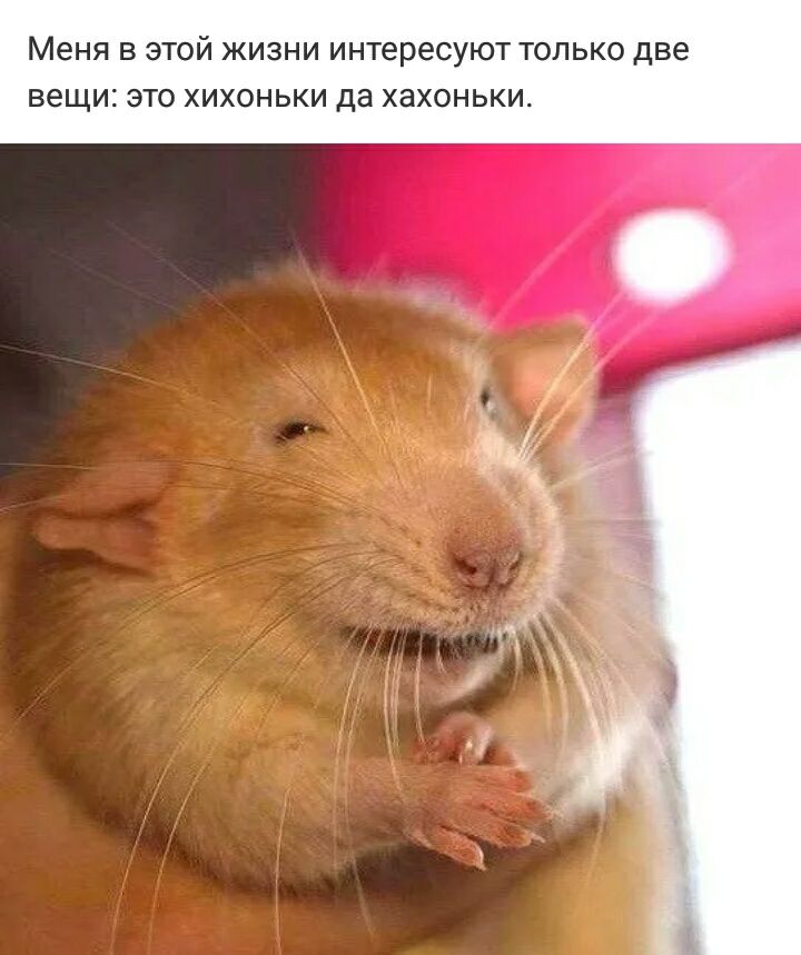 Меня В ЭТОЙ ЖИЗНИ интересуют ТОЛЬКО две вещи ЭТО ХИХОНЬКИ да ХЗХОНЬКИ
