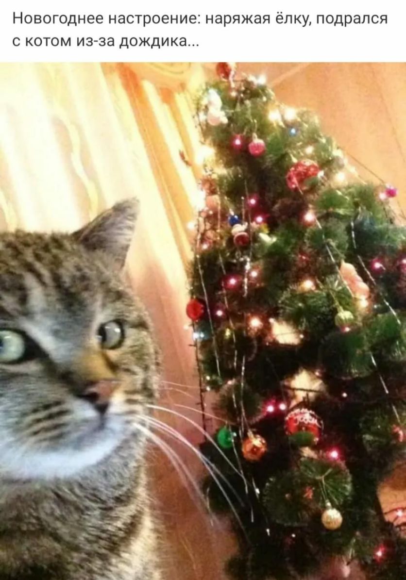 НОВОГОДНЕЕ настроение НЭРЯЖЭЯ ёПКу подрался С КОТОМ ИЗ Зд ДОЖДИКЭ