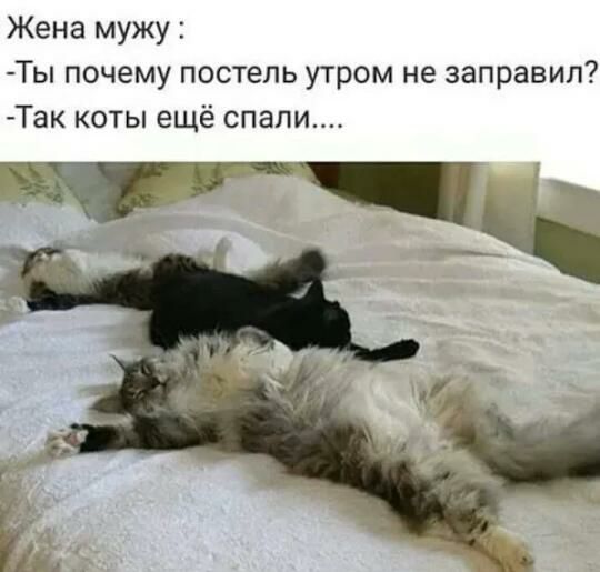 Жена мужу Ты почему постель утром не заправил Так коты ещё спали