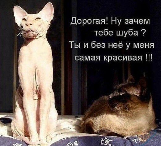 Дорогая Ну зачем тебе шуба Ты и без неё у меня самая красивая
