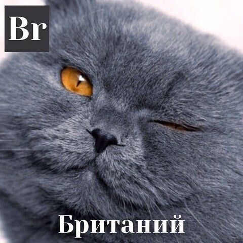 БританИй ФД