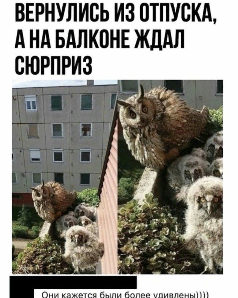 ВЕРНУЛИВЬ ИЗ ОТПУВКА А НА БАЛКПНЕ ЖДАЛ СЮРПРИЗ