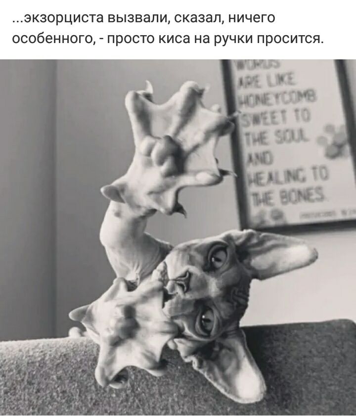 ЭКЗОРЦИСТа ВЫЗВЗЛИ СКЗЗЗЛ НИЧёГО ОСОбЕННОГО ПРОСТО киса НЗ РУЧКИ ПРОСИТСЯ