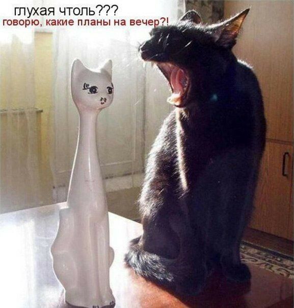 глухая чтоль говорю какие планы на вечер