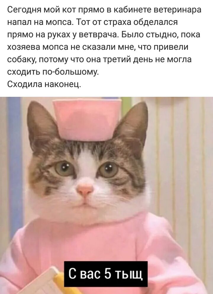 Сегодня мой кот прямо в кабинете ветеринара напал на мопса Тот от страха обделался прямо на руках у ветврача Было стыдно пока хозяева мопса не сказали мне что привели собаку потому что она третий день не могла сходить по большому Сходила наконец С вас 5 тыщ