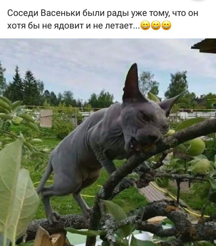 Соседи Васеньки были рады уже тому что он хотя бы не ядовит и не летаетеее