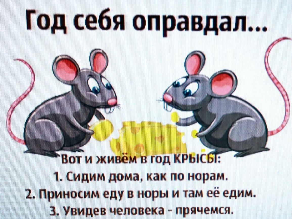 Год себя оправдал Ч Вот и живём год КРЫС 1 Сидим дома как по норам 2 Приносим еду в меры и там её едим 3 Увидев человека прячется