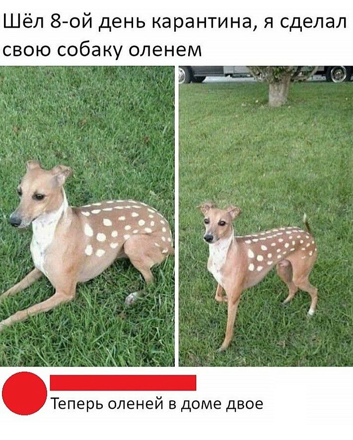 Шёл 8 ой день карантина я сделал свою собаку оленем Теперь оленей в доме двое