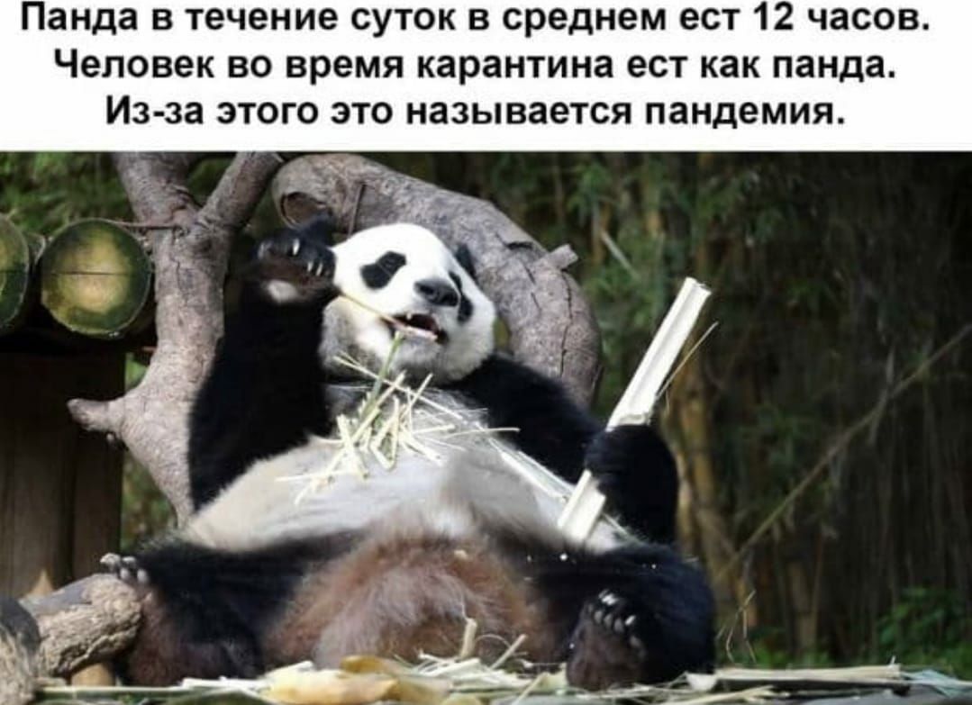 Панда в течение суток в среднем ест 12 часов Человек во время карантина ест как панда Из за этого это называется пандемия