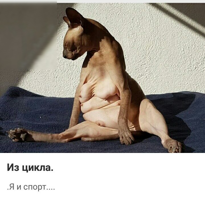 Из цикла Я испорт