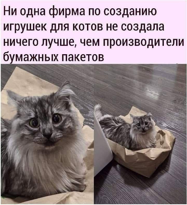 Ни одна фирма по созданию игрушек для котов не создала ничего лучше чем производители бумажных пакетов