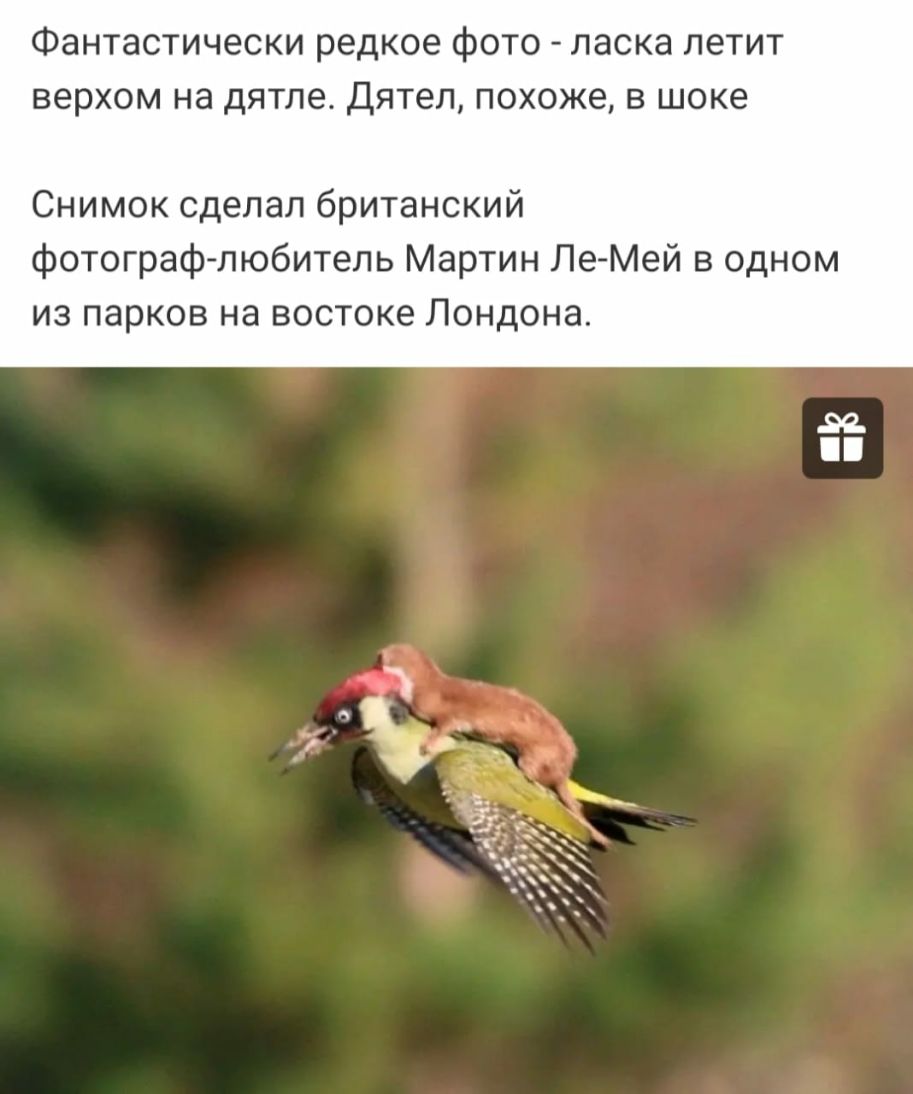 Фантастически редкое фото ласка летит верхом на дятле Дятел похоже в шоке Снимок сделал британский фотограф любитель Мартин Ле Мей в одном из парков на востоке Лондона