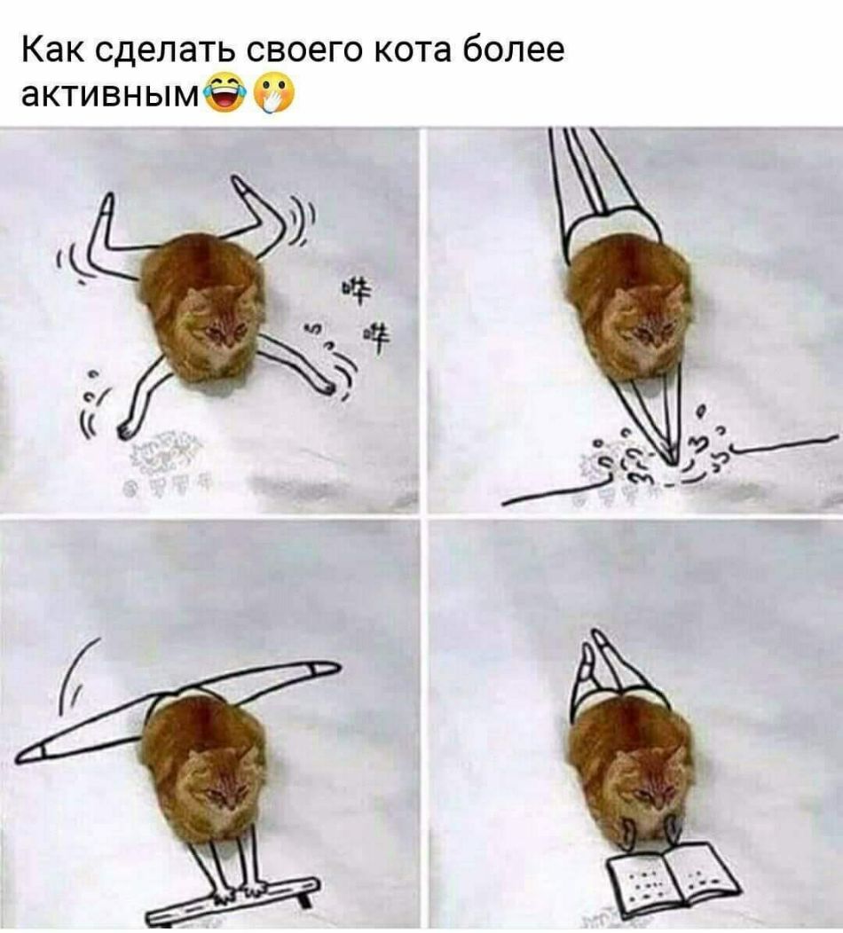 Как сделать своего кота более