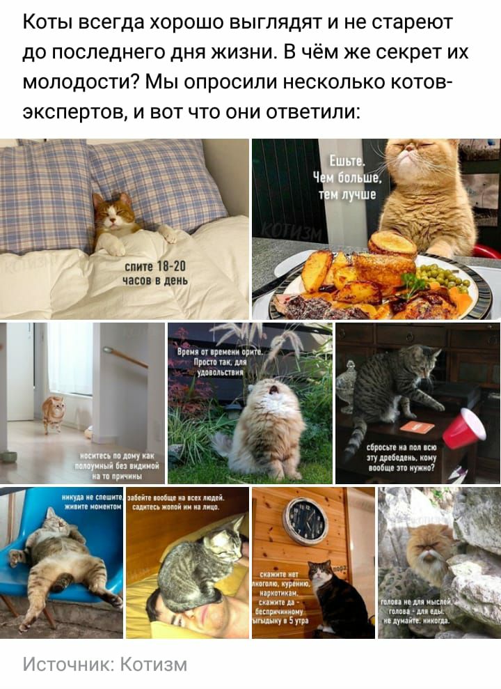 КОТЫ всегда ХОРОШО ВЫГЛЯДЯТ И не стареют ДО последнего дНЯ ЖИЗНИ В ЧёМ же секрет ИХ МОЛОДОСТИ МЫ опросили НЭСКОЛЬКО КОТОВ ЭКСПЭРТОВ И ВОТ ЧТО ОНИ ответили спин 18 20 чат в день в при пм кп у м пабы ид ц ш миа иду ат