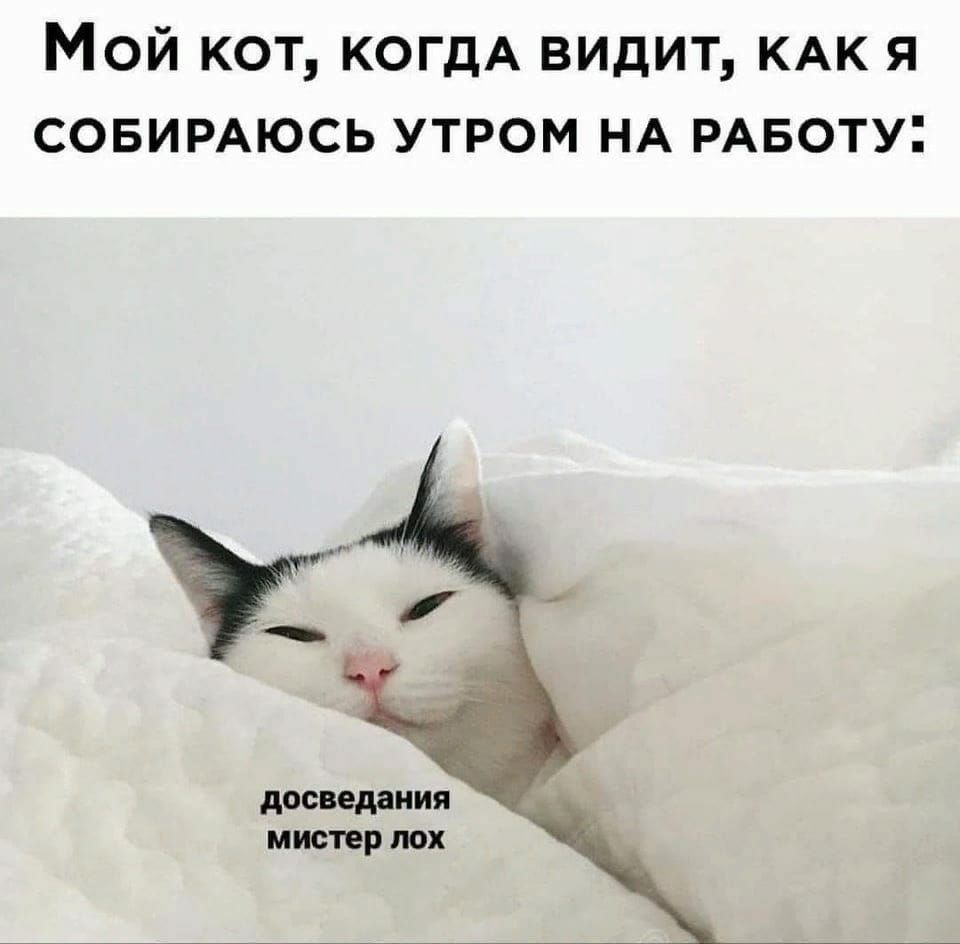 Мой кот КОГДА видит КАК я совимюсь утром НА РАБОТУ дОСВЕДЗНИЯ МИСТЕР ЛОХ