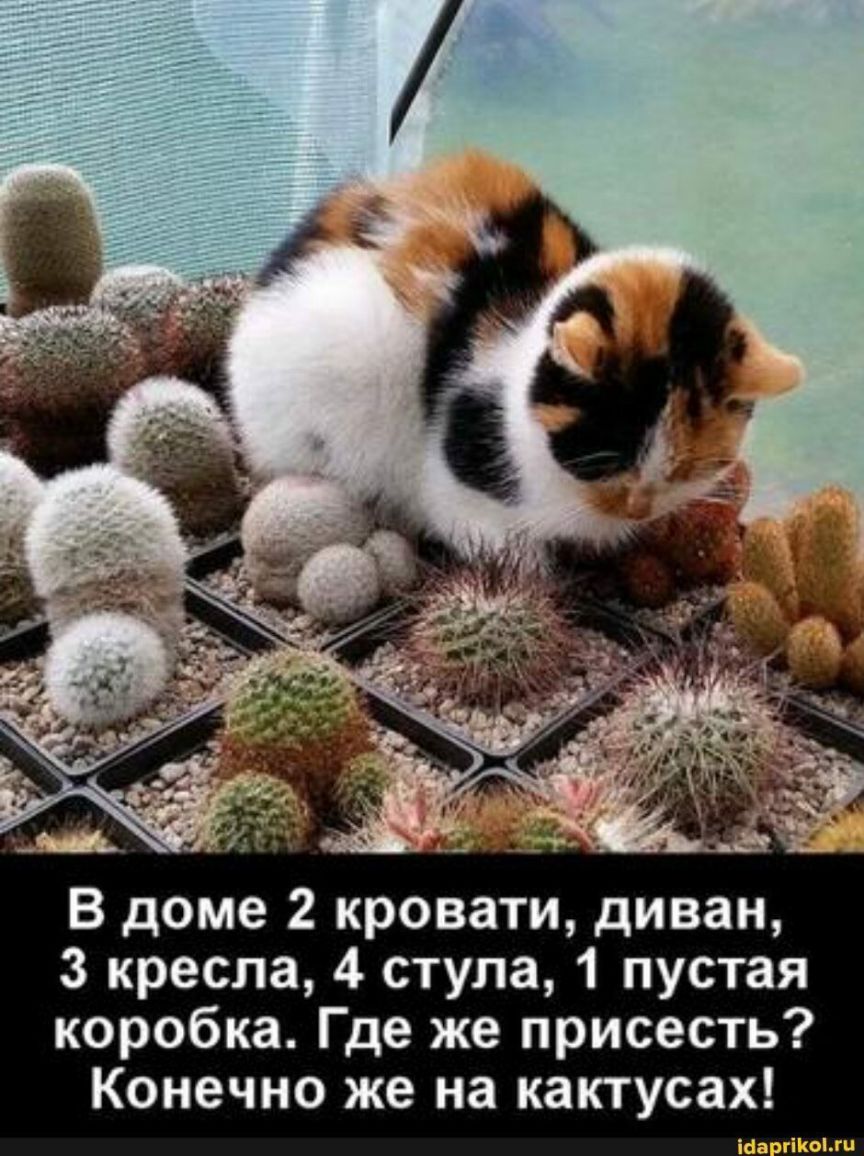 В доме 2 кровати диван 3 кресла 4 стула 1 пустая коробка Где же присесть Конечно же на кактусах ш пищ