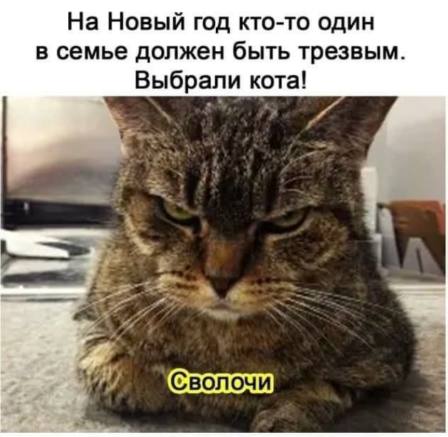 На Новый год кто то один в семье должен быть трезвым Выбрали кота