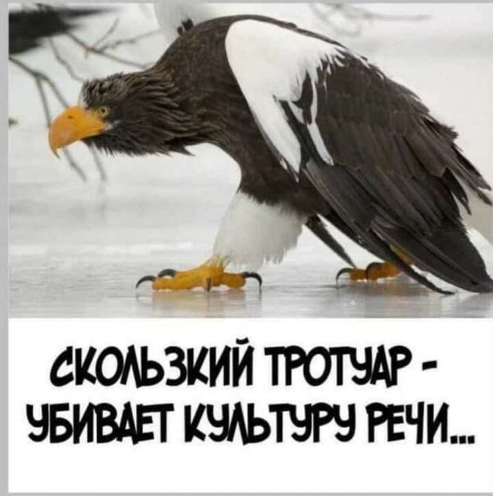СКОАЬЗКИЙ ТРОТЧАР ЧБИВАЕТ КЧАЬТЧРЧ РЕЧИ