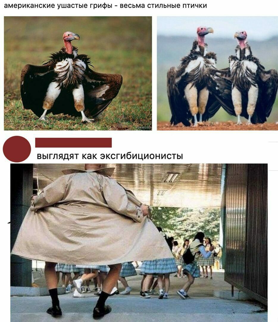 американские ушастые ГрИФЫ весьма стильные ПТИЧКИ ВЫГЛЯДЯТ КЭК ЭКСГИбИЦИОНИСТЫ __ л ь