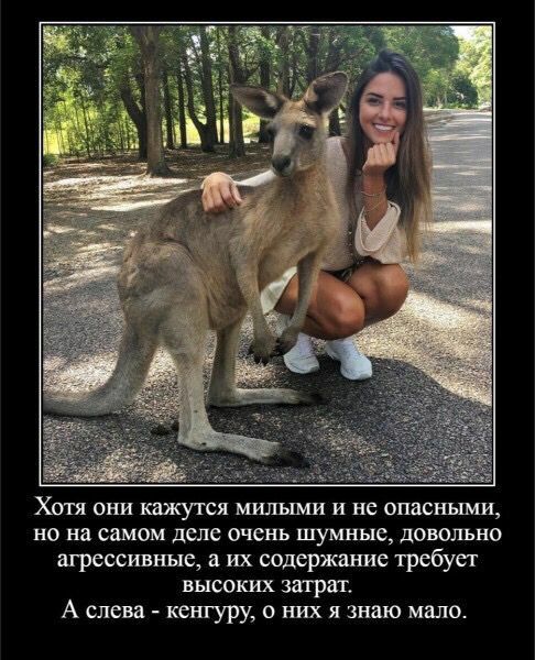 ХОТЯ они КЖУТСЯ МИЛЪШИ и не 0ПдСНЪ1МИ но на самом деле очень шумные довально агрессивные а их содержание требует высоких згпрат А слева кеш уру них я знаю мало