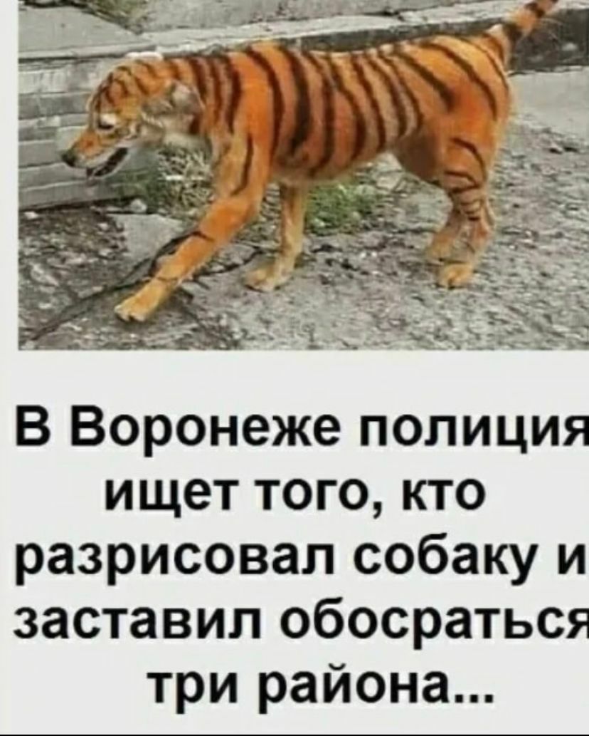 В Воронеже полиция ищет того кто разрисовал собаку и заставил обосраться три района