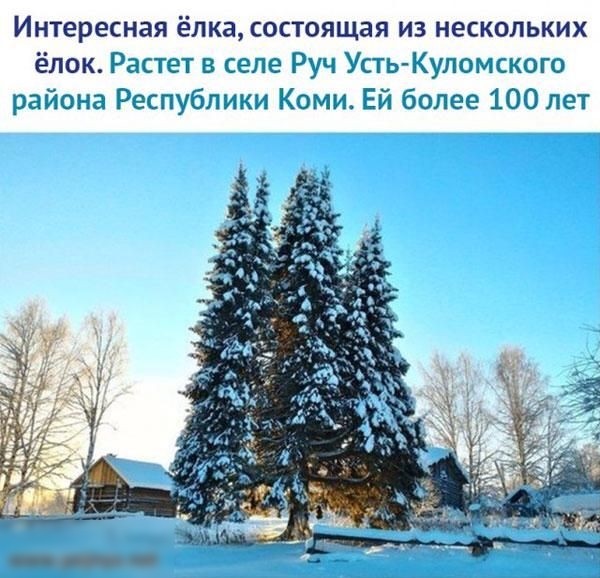 Интересная ёлка состоящая из нескольких ёлок Растет в селе Руч Усть Купомского района Республики Коми Ей более 100 лет