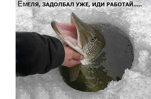 Емвля ЗАДОЛБАЛ уже иди РАБОТАЙ