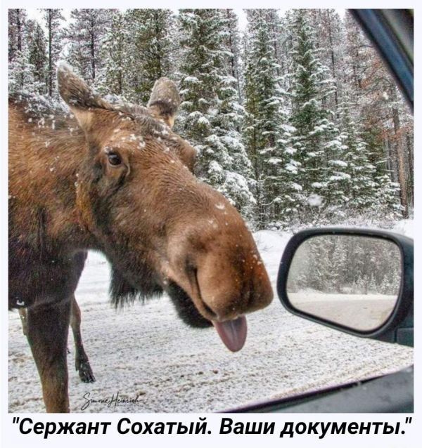 Сержант Сохатыи Ваши документы
