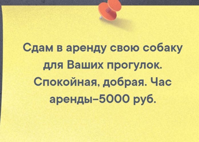 Сдам в аренду свою собаку для Ваших прогулок Спокойная добрая Час аренды5000 руб
