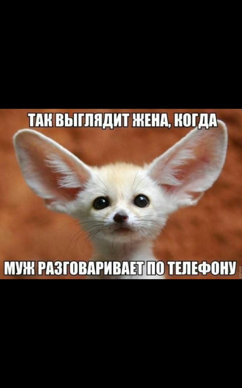 ШПВЫШЯДИТ ШШ ШМ МУШ РАЗШВПРИВАП ТШЕФВШ