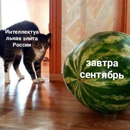 итеппекту пьиая элита России завтра Ё сентябрь