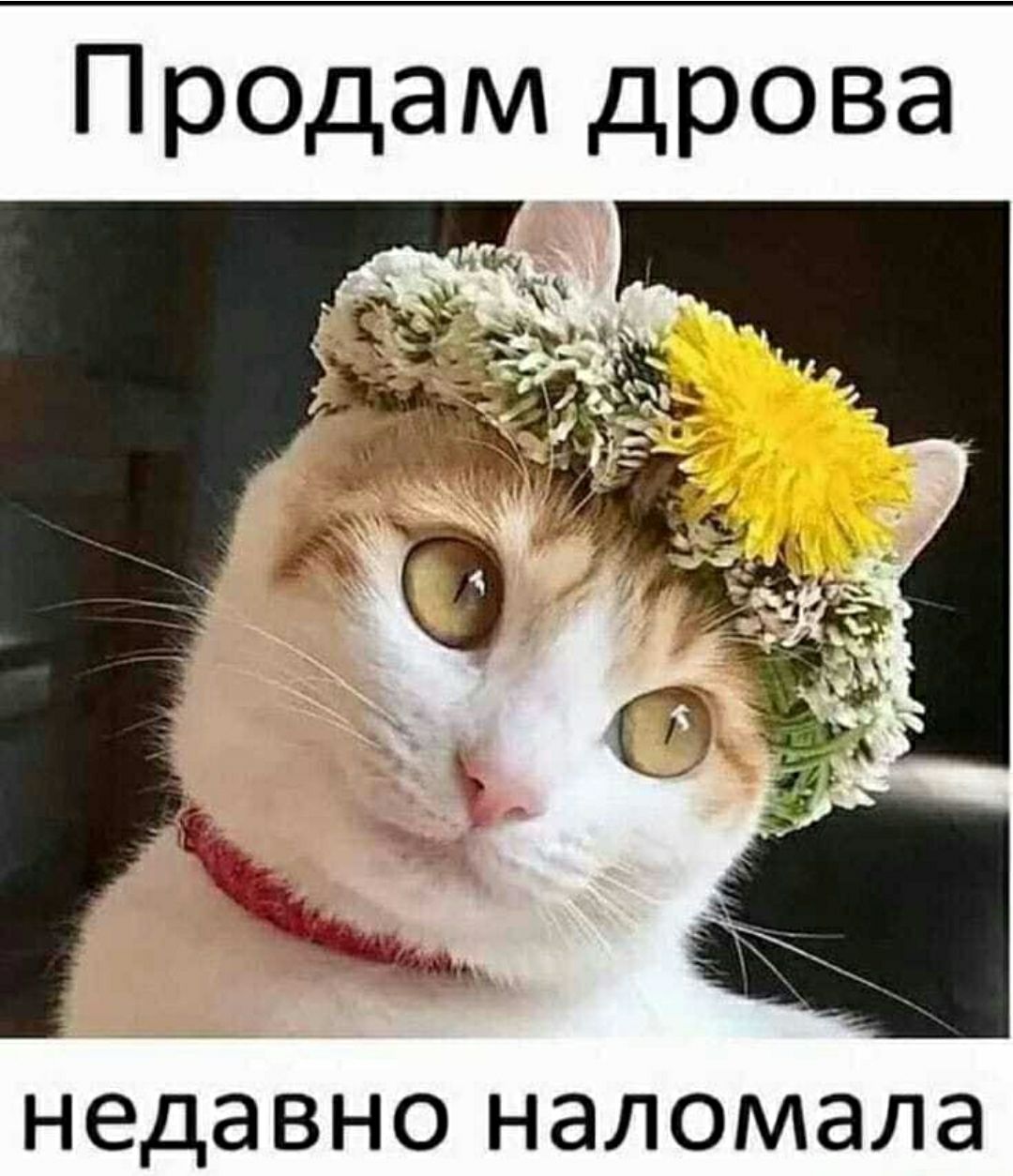 Предам дрова НЭДЭВНО НЭЛОМЭЛЭ