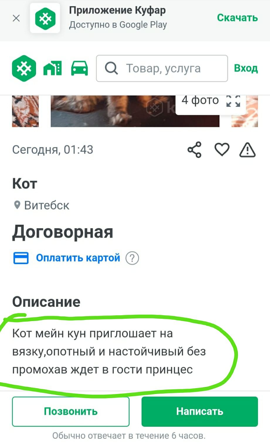 Приложение Куфар с ачать Х Доступно в еоо9е Рау к 1 В О Товар услуга Вход А  Сегодня0143 С 9 Кот 9 Витебск Договорная Е Оплатить картой Описание Кот  мейн кун приглошает